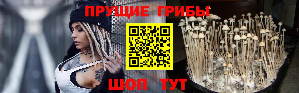 Псилоцибиновые грибы Cubensis  Псилоцибиновые грибы мицелий  Волжский  Вход с VPN 